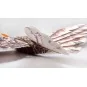 Aigle Eagle II 1m43 E19 EPP Kit PNP DW Hobby DW Hobby - Dancing Wings Hobby E1904 - 5 E1904-Aigle Eagle II 1m43 E19 EPP Kit PNP DW Hobby - E1904