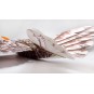E1901-Aigle Eagle II 1m43 E19 EPP Kit DW Hobby - E1901