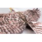 Aigle Eagle II 1m43 E19 EPP Kit DW Hobby DW Hobby - Dancing Wings Hobby E1901 - 8 E1901-Aigle Eagle II 1m43 E19 EPP Kit DW Hobby - E1901