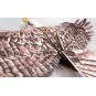 E1901-Aigle Eagle II 1m43 E19 EPP Kit DW Hobby - E1901