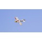 E3604-Dolphin 580mm E36 EPP Kit PNP DW Hobby - E3604