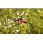 500507153-Drone Angry Bug 2.0 2.4Ghz RTF Carson - 500507153