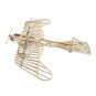 VX15-Etrich Taube Dove 1/31 Wood Laser Cutter, Static Model DW Hobby - VX15
